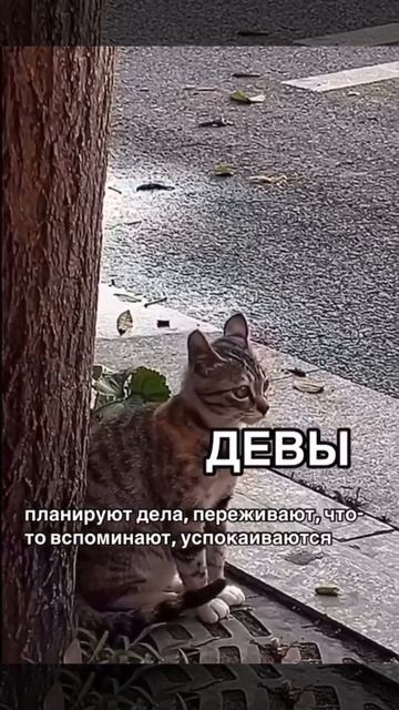 VID-20250811-WA0000.mp4