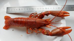 Очень много мяса в Австралийском красноклешневом раке.