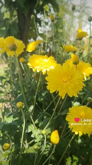 Краски августа