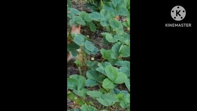 Белочка в клубничной грядке. смотреть онлайн