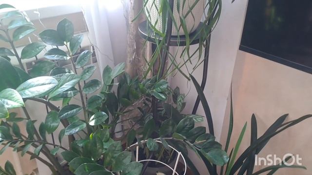 комнатные растения обзор