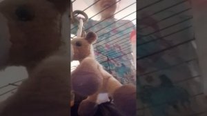 Первая съёмка в клетке уни и муни