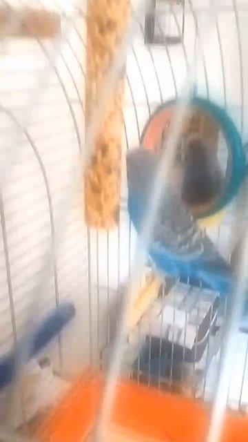 Попугай🐦 смотреть онлайн