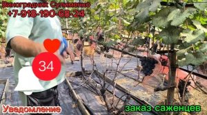 Алинка и Перцовый чёрный.