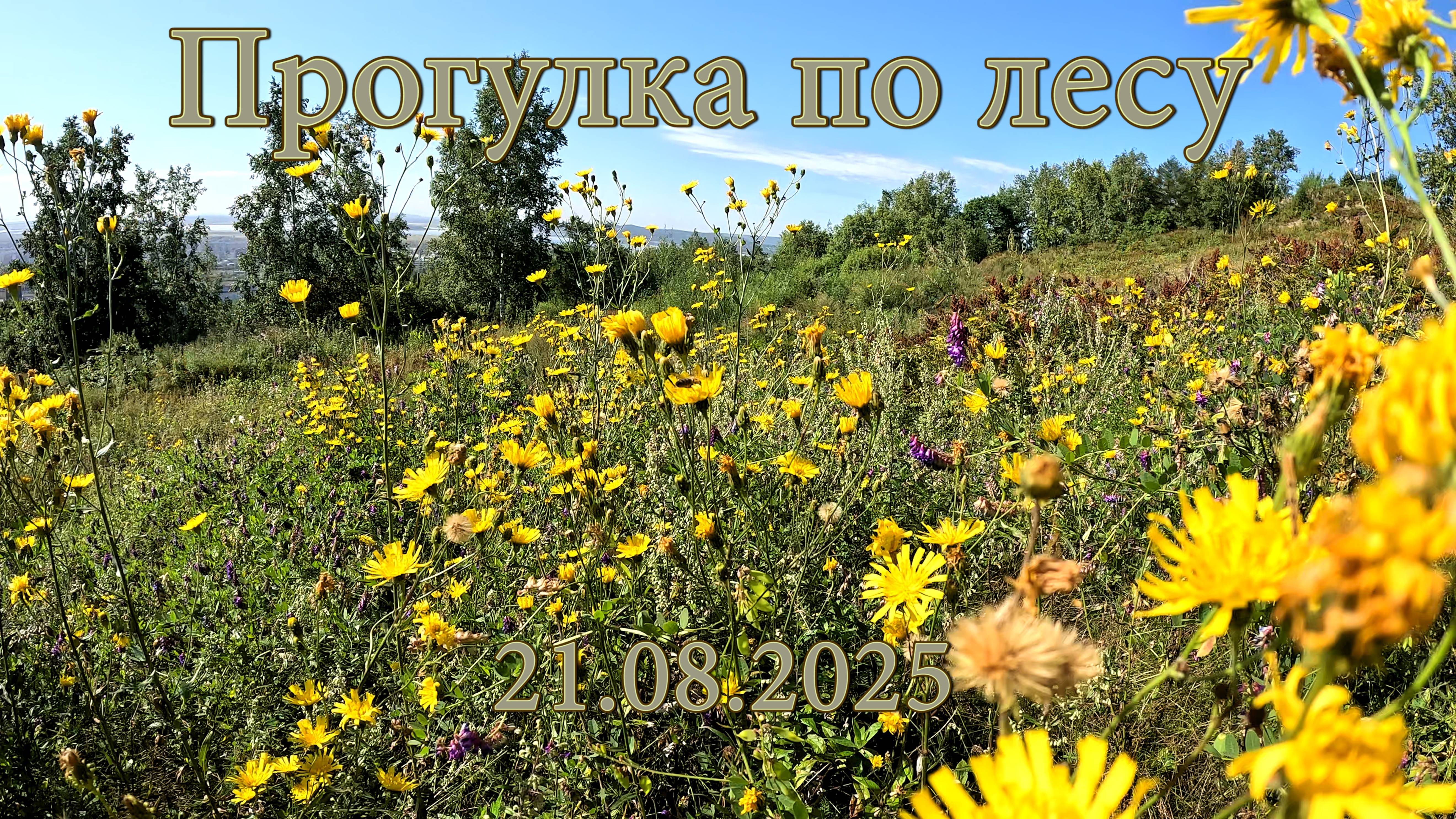 Прогулка по лесу. 21.08.2025 смотреть онлайн