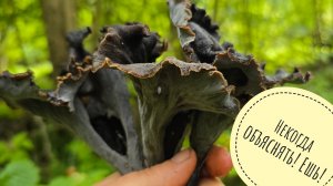 Опять лесное и грибное! Нашла чёрные лисички, пожарила ежовики. Ходила насквозь мокрая после дождя