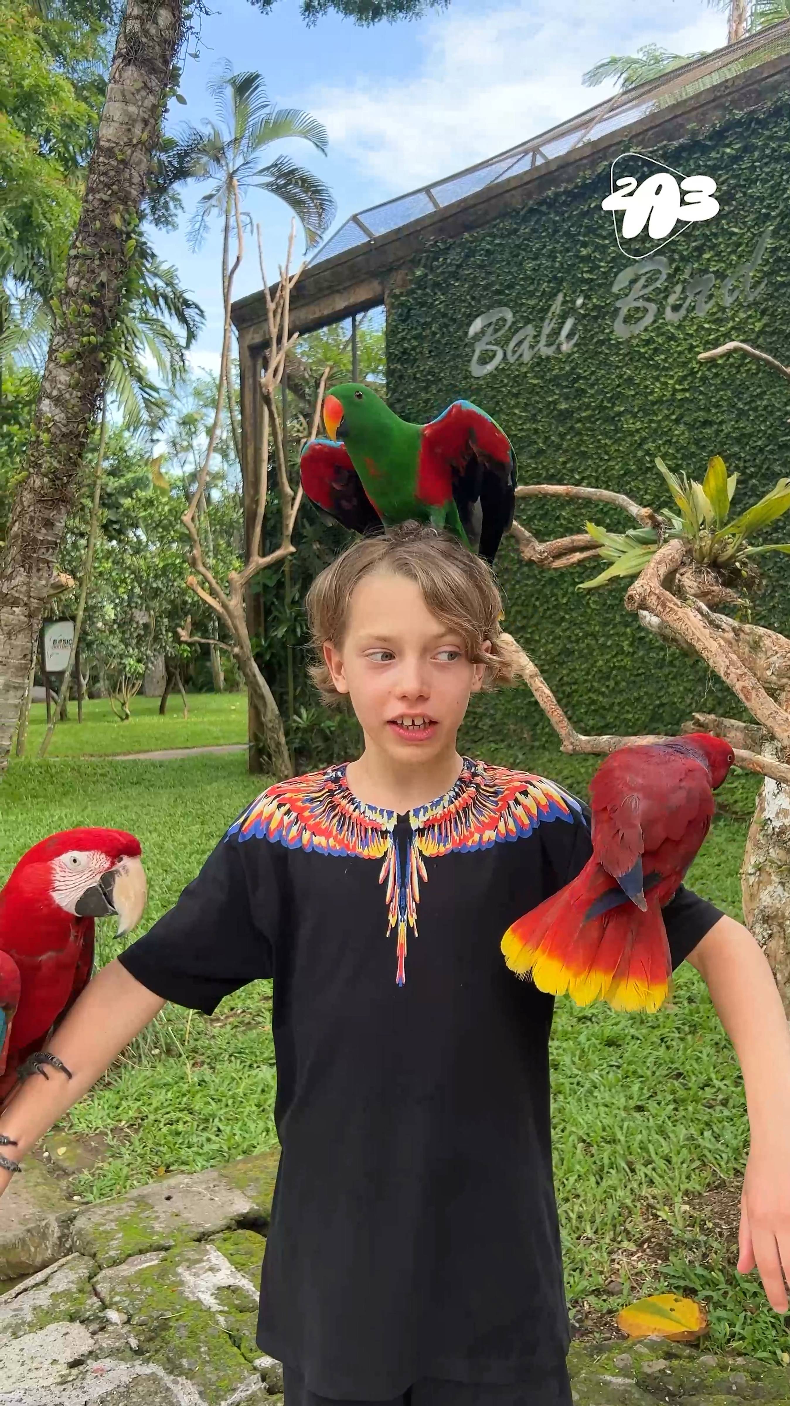 🦜 Вы начнёте БОЯТЬСЯ ПОПУГАЕВ, увидев ЭТО! смотреть онлайн