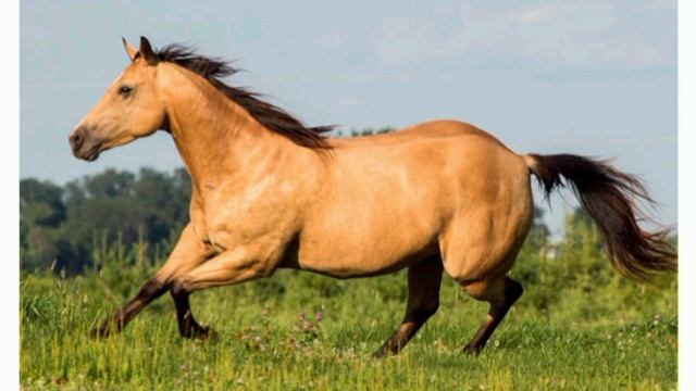 Конь буланый. смотреть онлайн