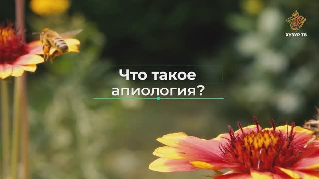 Что такое апиология? | Чудеса сотворения. Мир насекомых