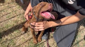 ПРИВЯЗАЛА ЩЕНКА НА ЖАРЕ С ЗАПИСКОЙ