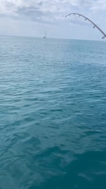 Маленький мерланг. смотреть онлайн