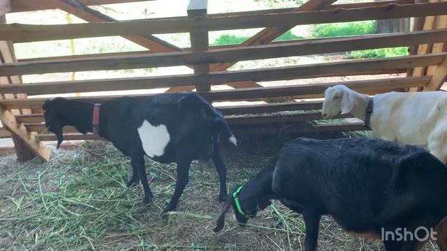 Как правильно кормить козлят. Чем кормить козлят. Сколько месяцев выпаивать козленка молоком смотреть онлайн