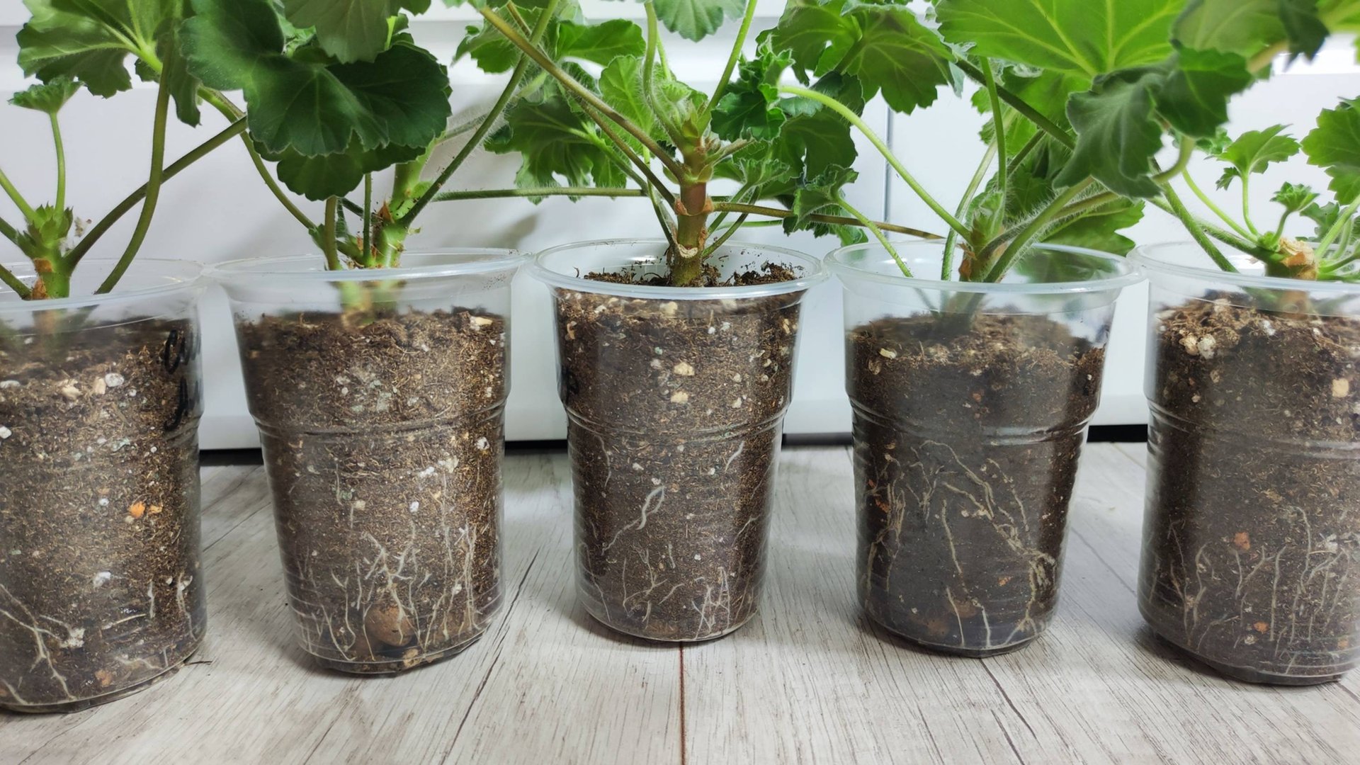 МОЩНАЯ КОРНЕВАЯ у ЧЕРЕНКОВ ГЕРАНИ! Мало кто знает, как правильно укоренять герань! смотреть онлайн