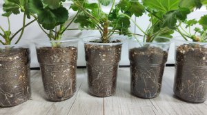 МОЩНАЯ КОРНЕВАЯ у ЧЕРЕНКОВ ГЕРАНИ! Мало кто знает, как правильно укоренять герань!