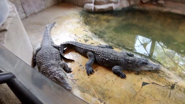 Зоопарк планета обезьян. Нильский крокодил.
