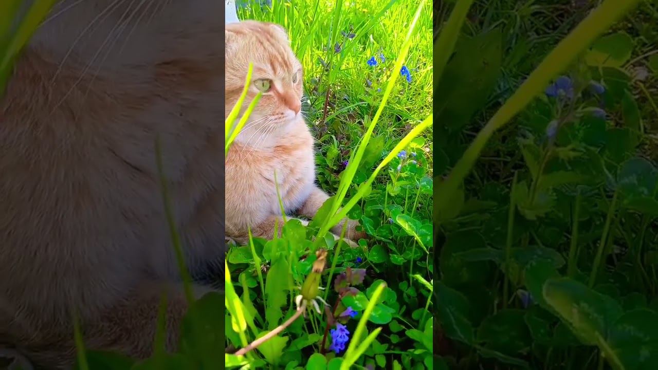 #позитив #юмордлявзрослых #популярное #юмор #мурзик #shorty #cat