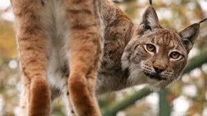 Рысь спасла Бабушку. Интересная история про рысь. Слушать рассказ.