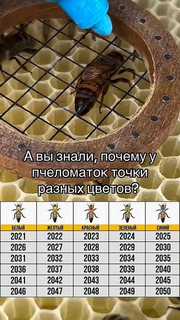 А вы знали, почему у пчеломаток точки разных цветов?