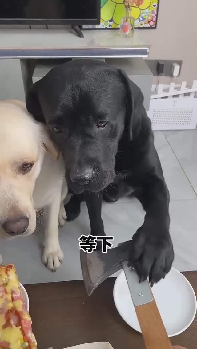 Умный пёсик...! смотреть онлайн