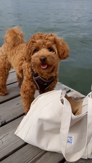 Что в сумке?