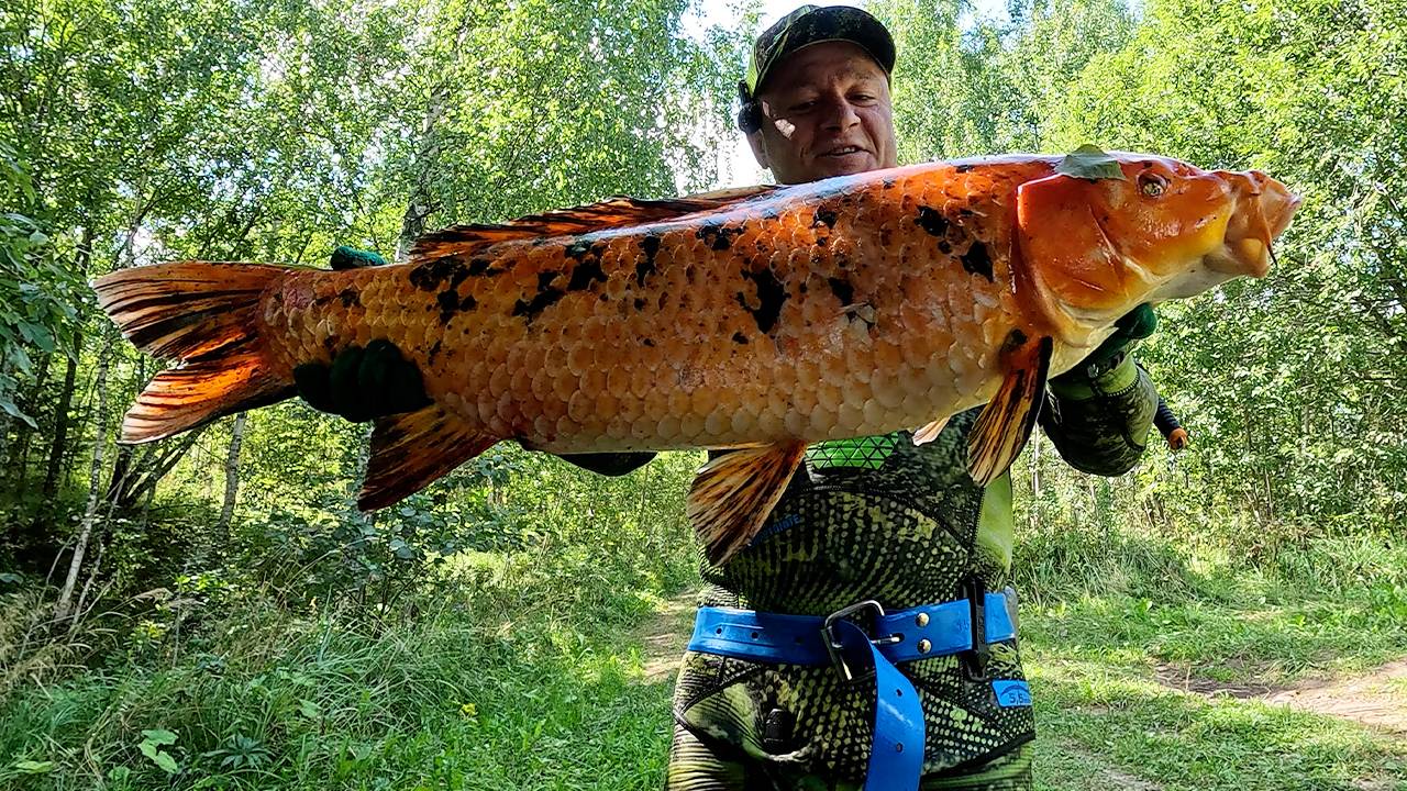 ТАКОГО ТРОФЕЯ ЕЩЁ НЕ БЫЛО!!! ТРОФЕЙНЫЙ "ТИГРОВЫЙ КАРП" (кои)!!! смотреть онлайн