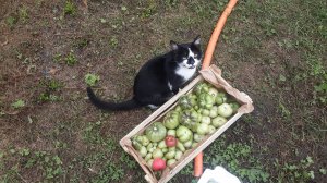 Робинзоны побеждают фитофтору