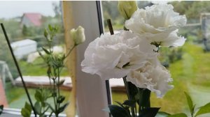 Эустома, выращенная из своих семян.