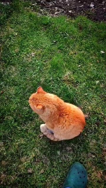 #рыжийкот #дед #auto смотреть онлайн