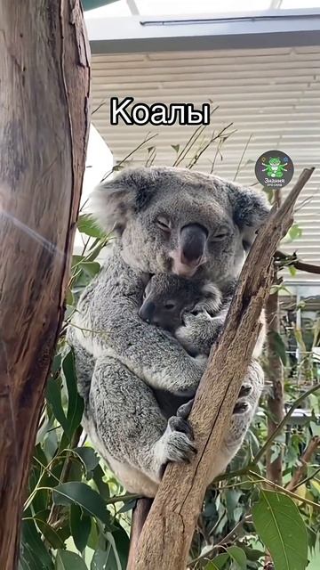 Как спят семьи животных, когда их никто не видит  #факты