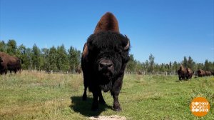 Бизоны в Якутии: а им комфортно? Доброе утро. Фрагмент выпуска от 25.08.2025