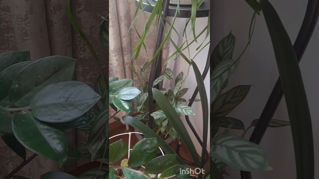 комнатные растения обзор