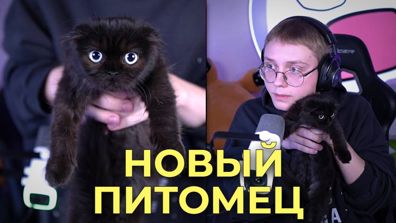 ДРЕЙК ЗАВЕЛ КОШКУ ЗА 80000 РУБЛЕЙ