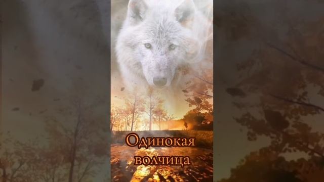 песня одинокая волчица