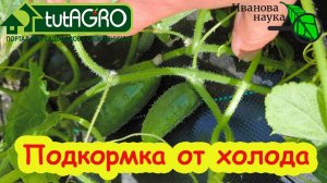 СОЛЕВАЯ ПОДКОРМКА ОГУРЦА. Эта СОЛЬ - спаситель огорода и урожая. Подкормка против холода.