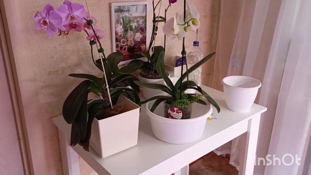 По многочисленным советам решила удобрить свои орхидеи 🤔
Посмотрим что из этого получится, ☺🙏 смотреть онлайн