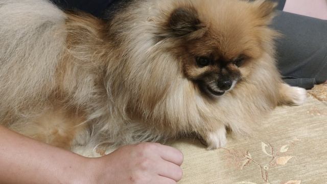 🐶 Маленький шпиц в ярости от ласки / Смешные собаки смотреть онлайн