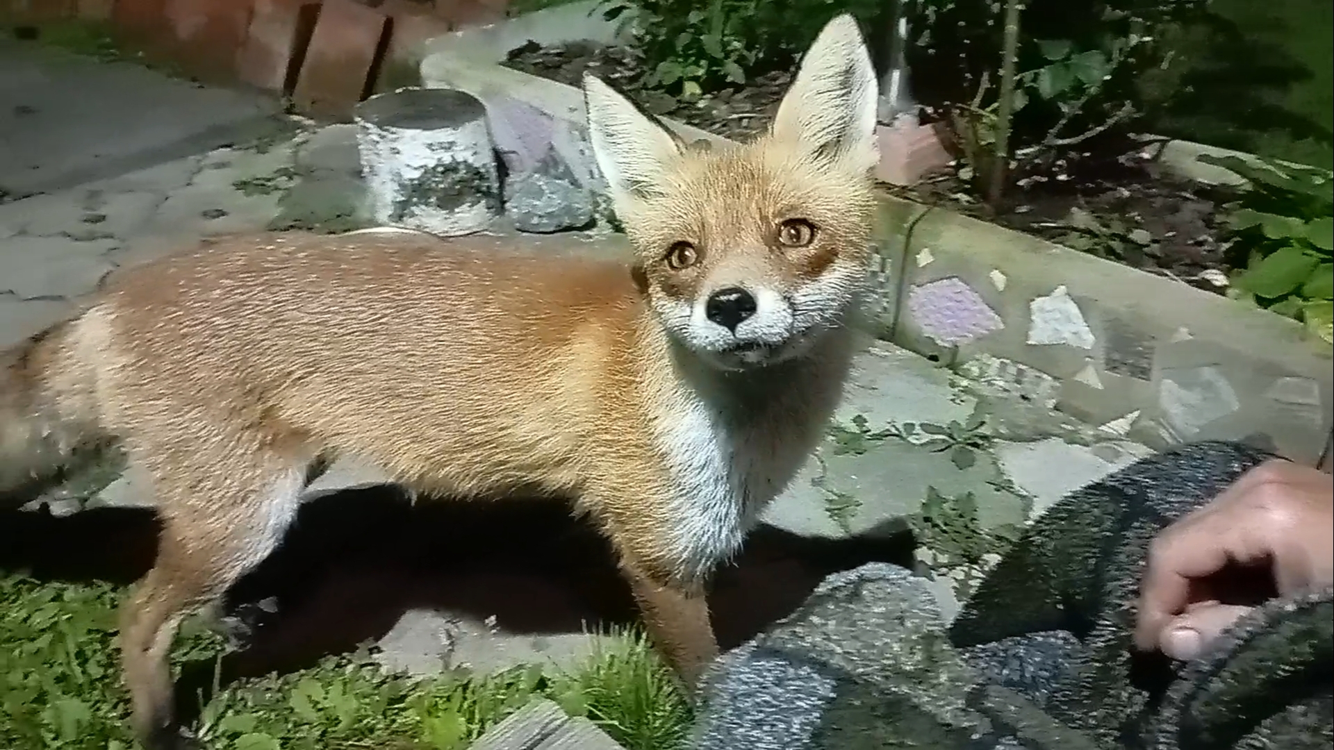 (1099) Лиса приходит в гости. Август 2025 смотреть онлайн