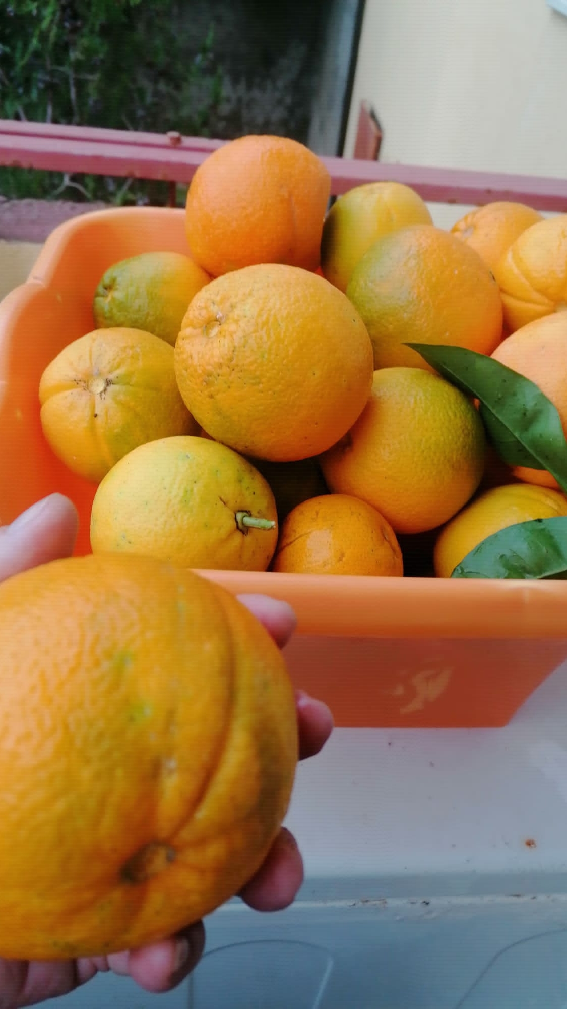 Доброе утро!❤️ Голуби на прогулке. смотреть онлайн