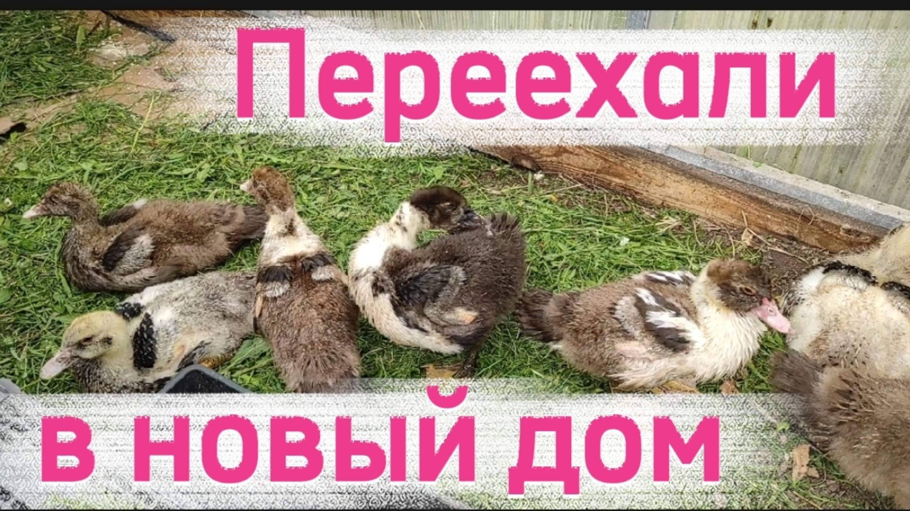 Начищают пёрышки. смотреть онлайн