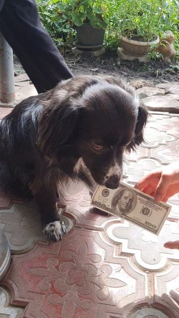 Собачка Черничка