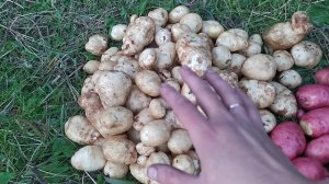 Посадил мелкий и дряхлый картофель в холодную землю