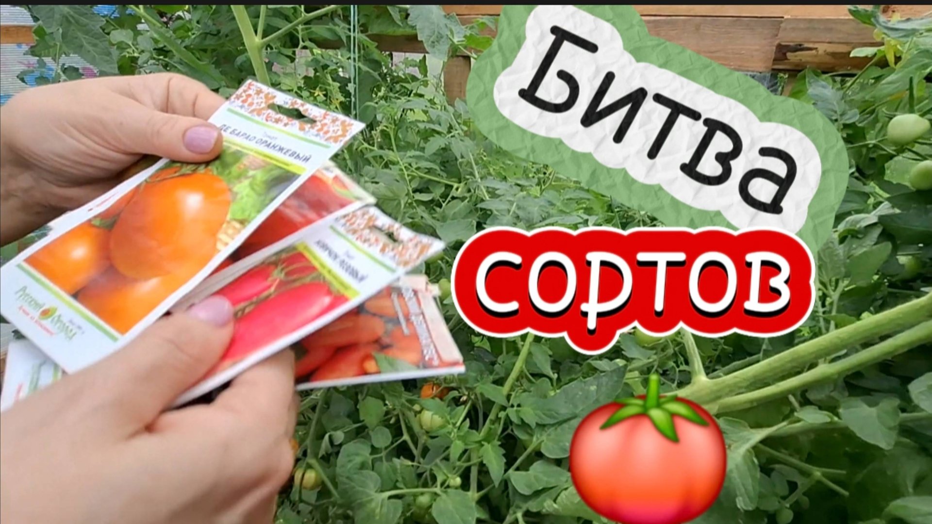 Битва сортов томатов: Непас, Победитель, Де Барао черный и оранжевый - Обзор в теплице /Август 2025