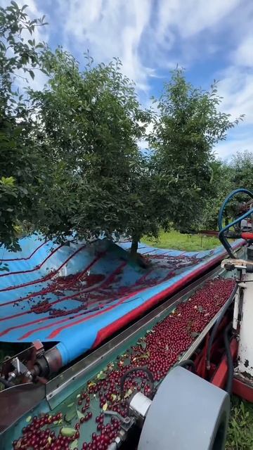 Вот почему фермеры больше не нанимают толпы людей #факты