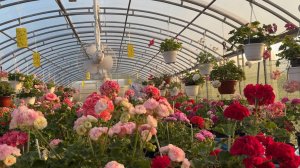 Обзор цветущих пеларгоний на конец августа 2025 г.