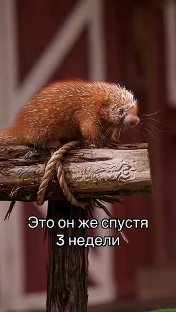 Вы не поверите, каким рождается дикобраз  #животные #факты