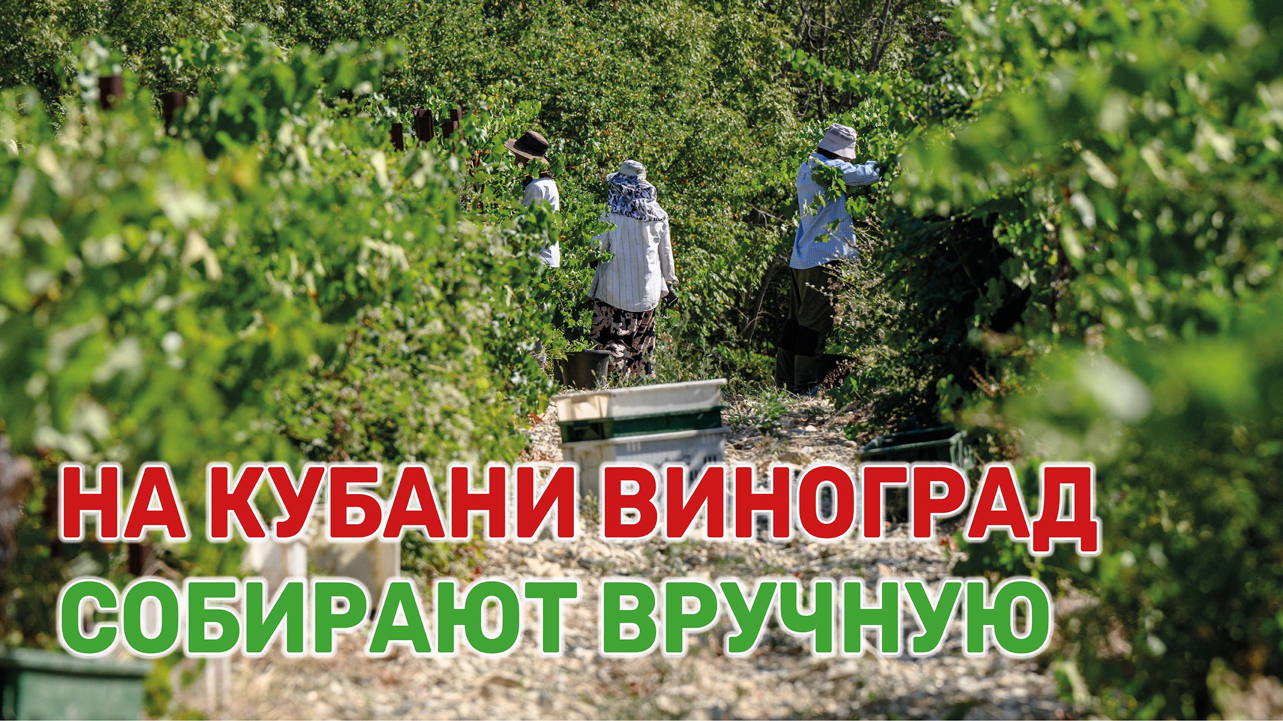 Посмотрите, как это происходит на виноградниках в Абрау-Дюрсо смотреть онлайн