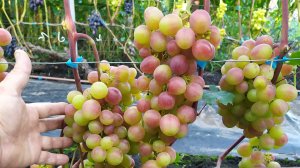 Виноградный ОБЗОР 2025г !!!  Часть 3  КУПИДОН и другие формы винограда!