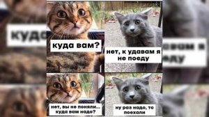 Смешные МЕМЫ и ПРИКОЛЫ! Одна котыща, #30