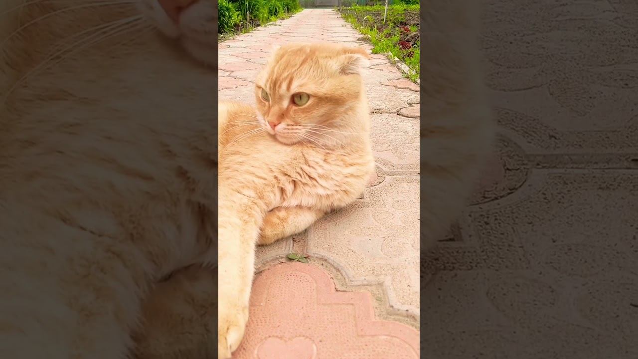 #позитив #популярное #юмор #юмордлявзрослых #цитаты #shorty #cat #мурзик #приколы