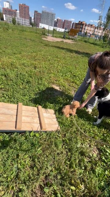 Моя собака подружусь с огромной псиной@#@#@#@# — смотреть короткие видео (Shorts) от Янин вайб лето @@@ в хорошем качестве и бесплатно на RUTUBE длительность: 00:02:34 создано: 25 августа 2025 года в 09:45:17 опубликовано: 25 августа 2025 года в 09:45:17